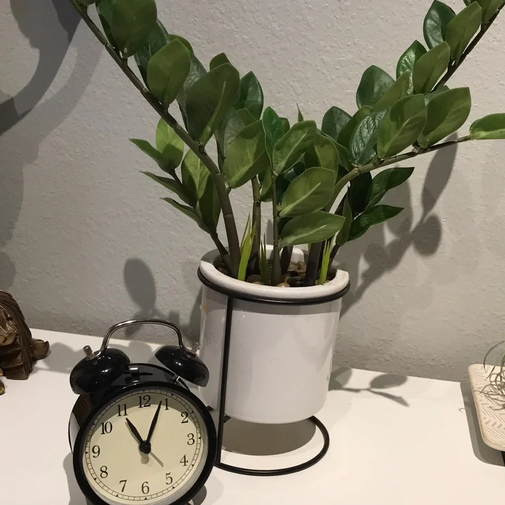 Faux Plant Artificial ZZ Plant Faux Greens NEW Perfect Size FINAL SALE - Picture 1 of 8